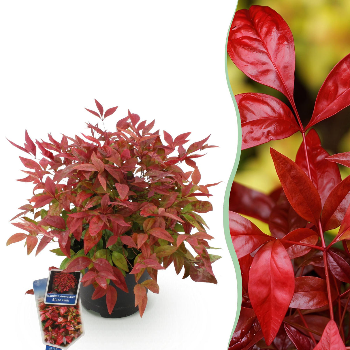 Livraison plante Nandina Blush Pink x2