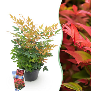Livraison plante Nandina domestica Gulfstream – Pot 17 cm – Hauteur 45 cm