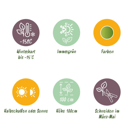 Livraison plante Nandina domestica Lemon & Lime – Lot de 2 – Pot 17 cm – Hauteur 45 cm