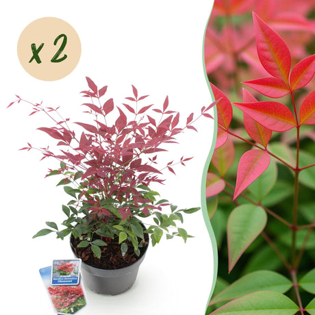Livraison plante Nandina domestica Obsessed – Lot de 2 – Pot 17 cm