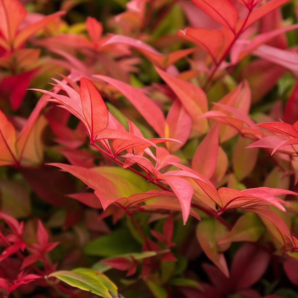 Livraison plante Nandina Gulfstream – Lot de 2 – Pot 17 cm – Hauteur 45 cm