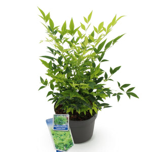 Livraison plante Nandina Lemon & Lime – Lot de 1 – Pot 17 cm – Hauteur 45 cm