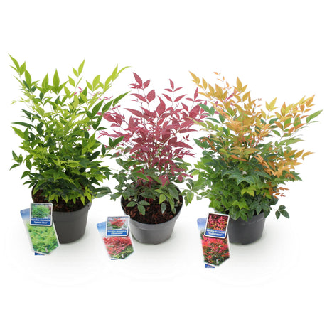 Livraison plante Nandina Tricolore – Lot de 3 – Pot 17 cm – Hauteur 45 cm