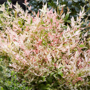 Livraison plante Nandina Twilight – Lot de 1 – Pot 17 cm – Hauteur 45 cm