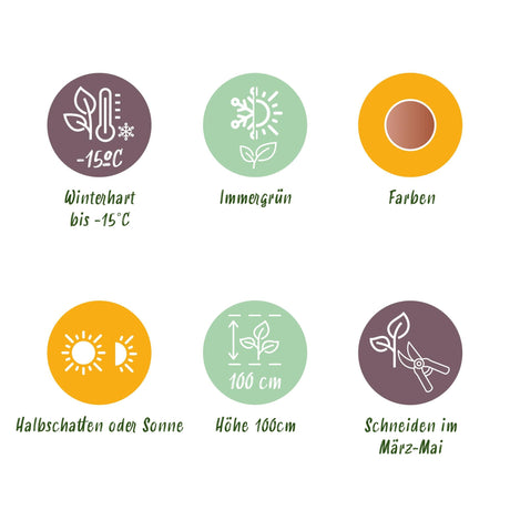 Livraison plante Nandina Twilight – Lot de 2 – Pot 17 cm – Hauteur 45 cm