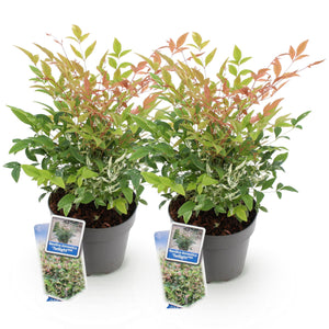 Livraison plante Nandina Twilight – Lot de 2 – Pot 17 cm – Hauteur 45 cm