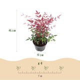 Livraison plante Nandine domestica Obsessed – Lot de 1 – Pot 17 cm