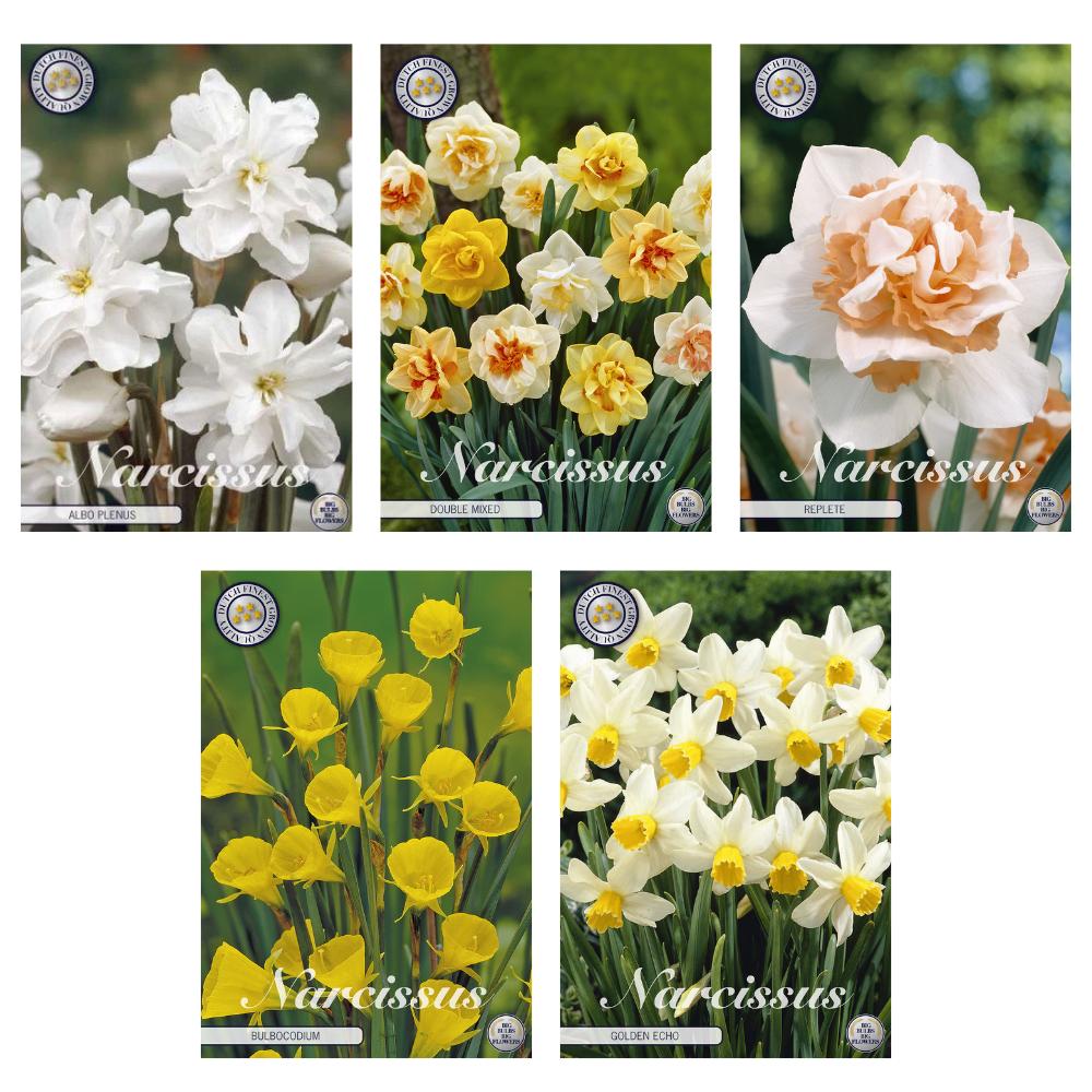 Livraison plante Narcisses - Mix Double & Jonquille - 33 bulbes