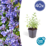 Livraison plante Nepeta Six Hills Giant