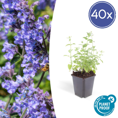 Livraison plante Nepeta 'Six Hills Giant'