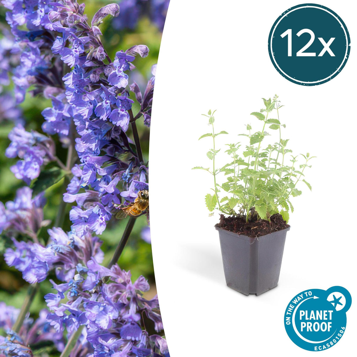 Livraison plante Nepeta Six Hills Giant