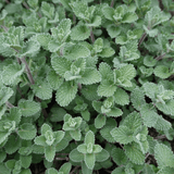 Livraison plante Nepètes