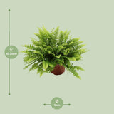 Livraison plante Nephrolepis Boston Green Moment - Ø12cm - ↕20cm