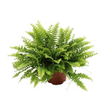 Livraison plante Nephrolepis Boston Green Moment - Ø12cm - ↕20cm