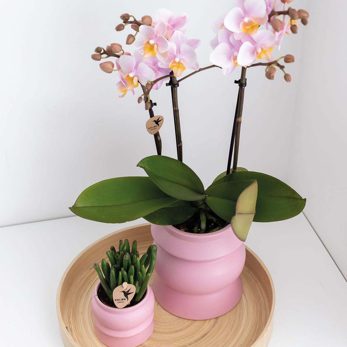 Livraison plante Offre Combi : 2 Orchidées Phalaenopsis Roses - Andorra, Plante d'Intérieur