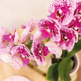 Livraison plante Offre Spéciale : 4 Orchids Phalaenopsis Roses - El Salvador