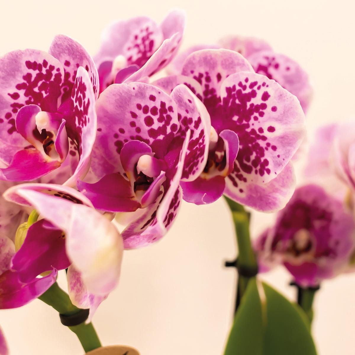 Livraison plante Offre Spéciale : 4 Orchids Phalaenopsis Roses - El Salvador