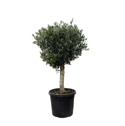 Olivier (Olea Europaea) 'Olea Europaea'