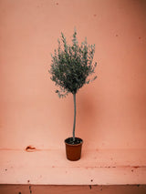 Livraison plante Olivier - Olea Europaea tronc