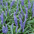 Herbe Aux Turquoises (Ophiopogon Japonicus) 'Big Blue'