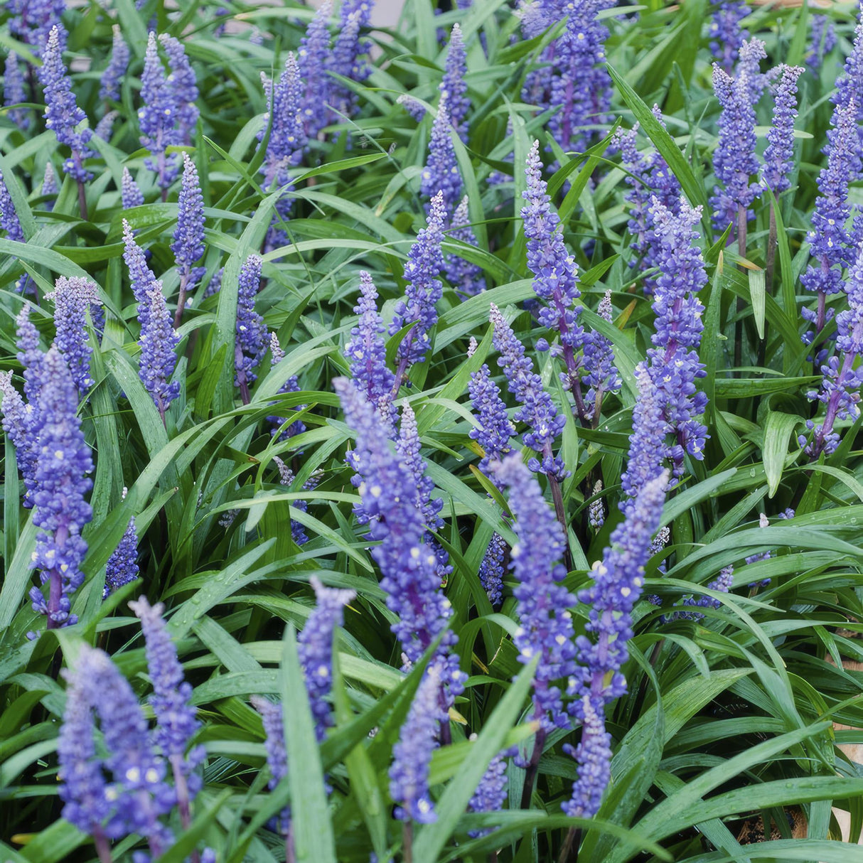 Livraison plante Ophiopogon - Herbe aux Turquoises 'Big Blue'