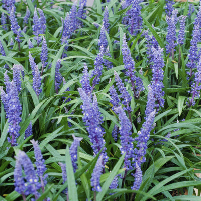 Herbe Aux Turquoises (Ophiopogon Japonicus) 'Big Blue'