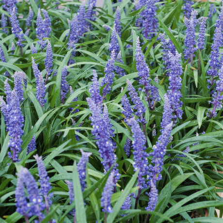 Livraison plante Ophiopogon - Herbe aux Turquoises 'Big Blue'