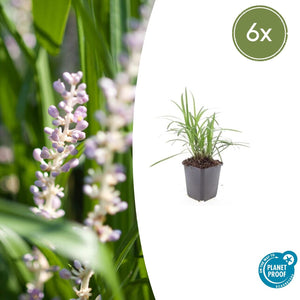 Livraison plante Ophiopogon - Herbe aux Turquoises 'Monroe White'