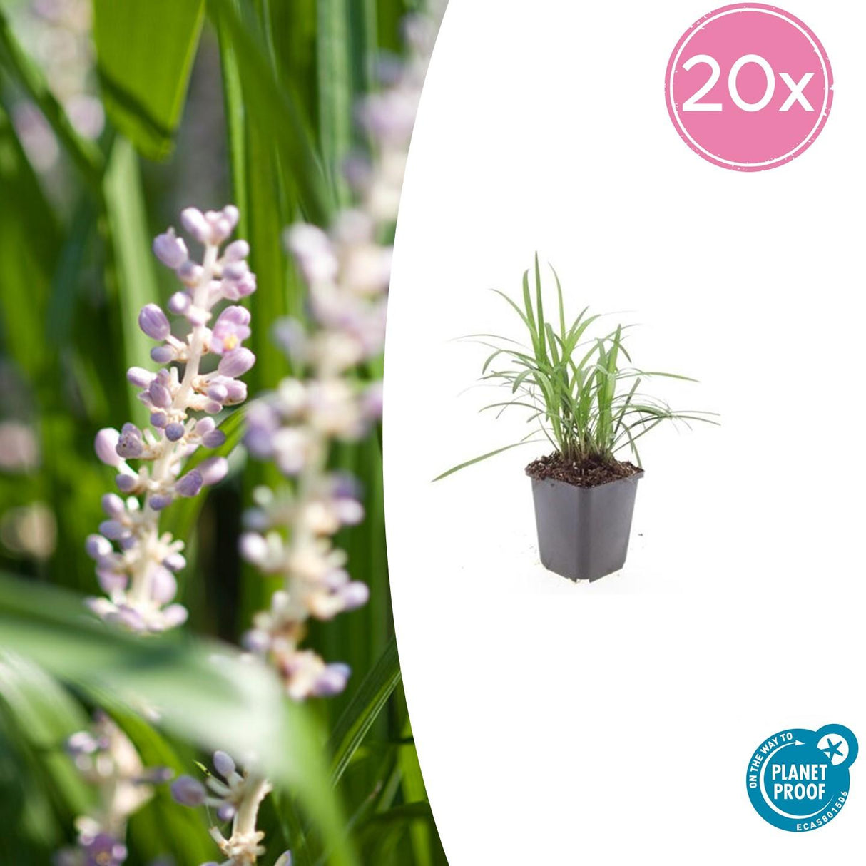 Livraison plante Ophiopogon - Herbe aux Turquoises 'Monroe White'