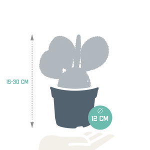 Livraison plante Opuntia Microdasys