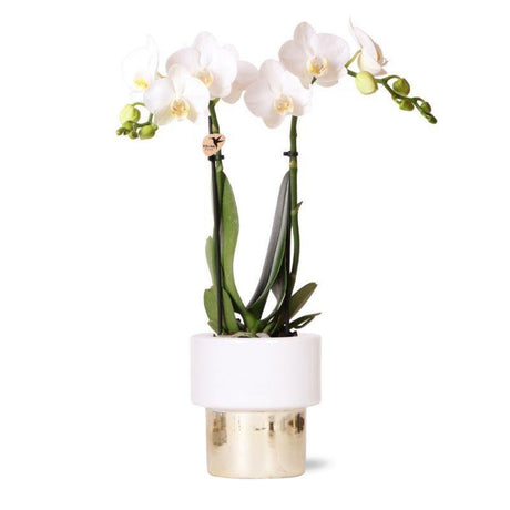 Livraison plante Orchidée Amabilis avec pot décoratif Lush en céramique