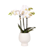 Livraison plante Orchidée Amabilis Blanche et son pot