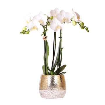 Orchidée Amabilis Blanche et son pot
