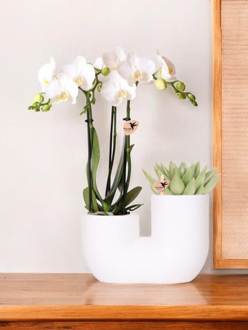Orchidée Amabilis et Succulente en Pot Décoratif Blanc