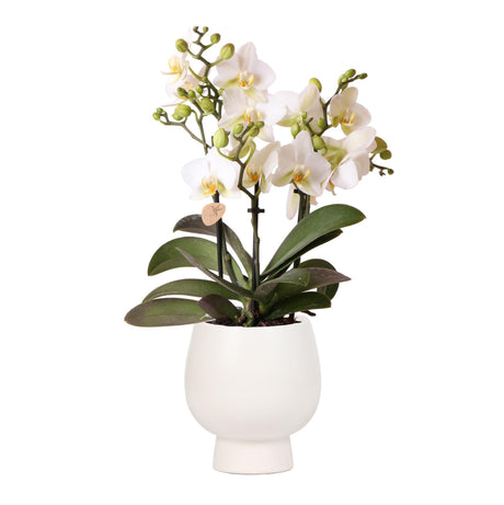 Livraison plante Orchidée blanche et son pot