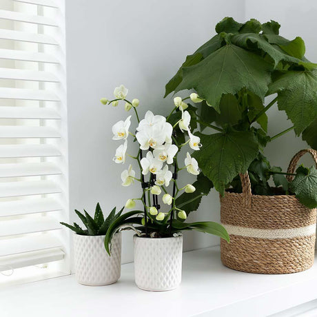 Livraison plante Orchidée blanche - Ø9cm - plante d'intérieur