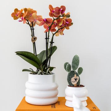 Orchidée Bolzano en pot Bubble blanc