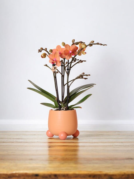 Livraison plante Orchidée Corail et son pot