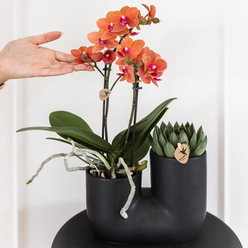 Orchidée et Succulent en Pot Noir Design