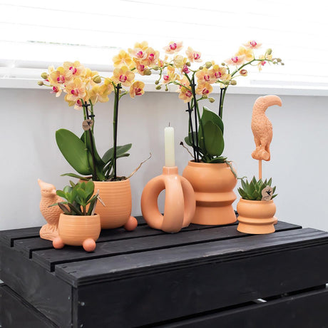 Livraison plante Orchidée Jamaïque orange avec pot décoratif pêche