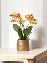 Livraison plante Orchidée Ocre et son pot