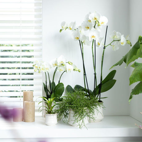 Livraison plante Orchidée Phalaenopsis blanche - Ø12cm - plante d'intérieur fleurie