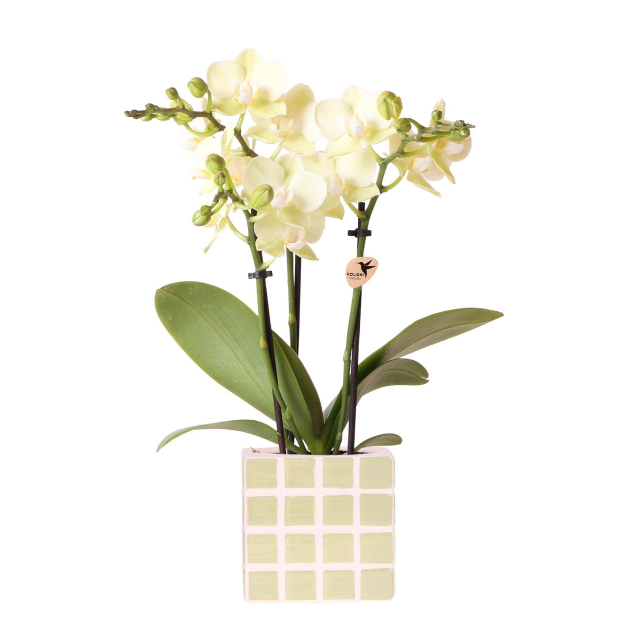 Livraison plante Orchidée Phalaenopsis Jaune Mexico et Pot Décoratif Mosa Vert