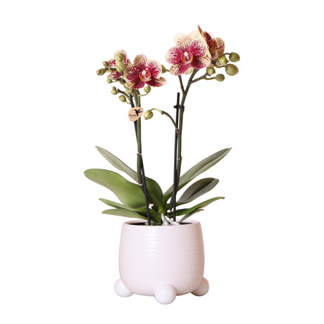 Livraison plante Orchidée Phalaenopsis Jaune Rouge en Pot Blanc Rolling