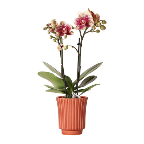 Livraison plante Orchidée Phalaenopsis Jaune/Rouge en Pot Terracotta