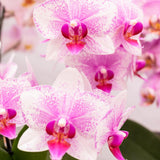 Livraison plante Orchidée Phalaenopsis Rose - Rotterdam Minérale