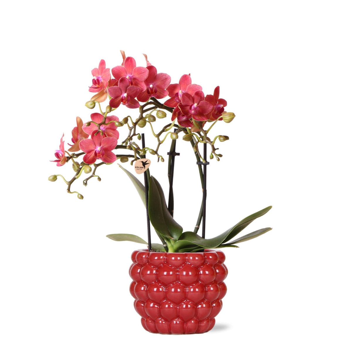 Livraison plante Orchidée Phalaenopsis rouge en pot Berry