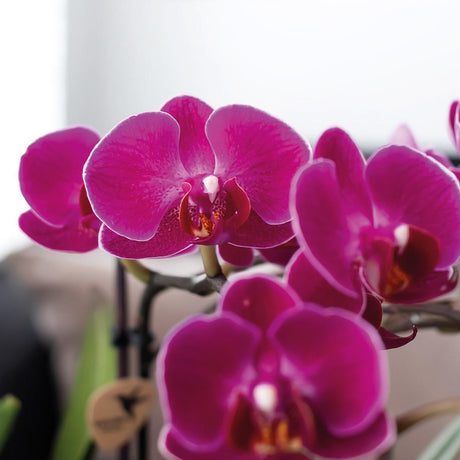 Livraison plante Orchidée Phalaenopsis violette Morelia en pot rose Tower