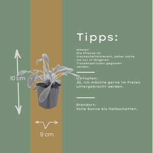 Livraison plante Oreille d'ours byzantine