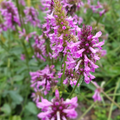 Oreille D’Ours (Stachys Monieri) 'Hummelo'